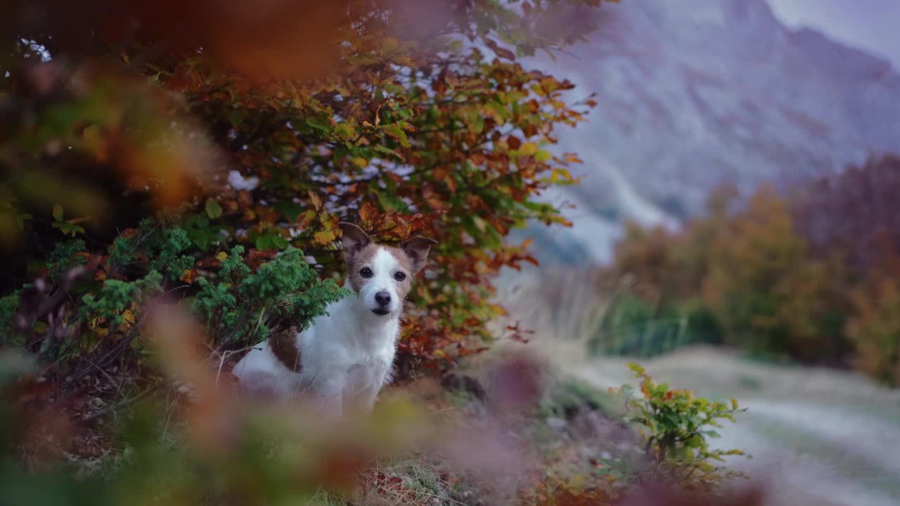 一只警惕的杰克罗素梗犬凝视着秋叶，在宁静的森林环境中泰然自若视频素材