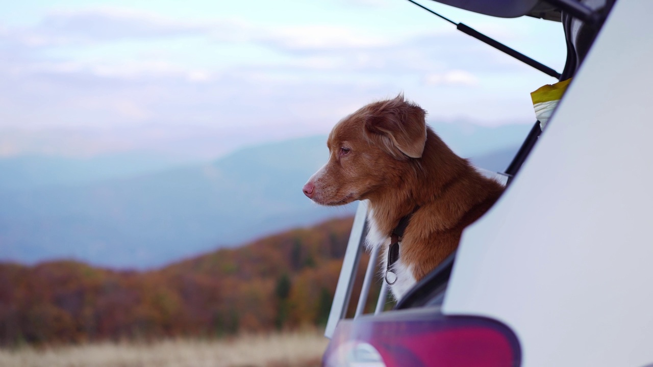 一只新斯科舍鸣鸭猎犬从一辆车里向外凝视，映衬着宁静的秋景视频素材