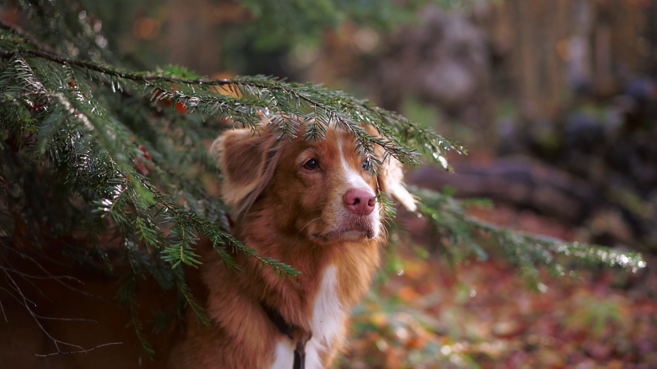 新斯科舍省林地中的鸭鸣猎犬。一只专注的狗站在针叶树树枝旁，暗示着冒险视频素材