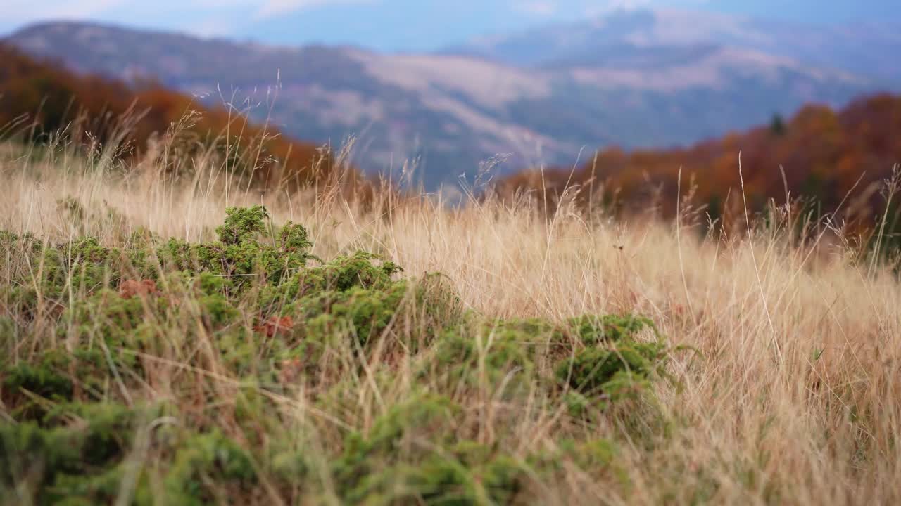 在微风吹拂的山间草地上，一只警惕的杰克罗素梗犬审视着这片辽阔的土地视频素材