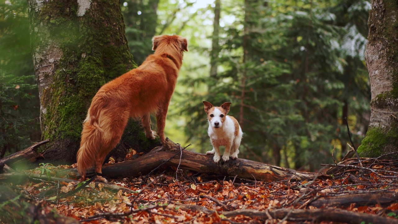 两只狗在秋天的背景下，新斯科舍鸭鸣猎犬和杰克罗素梗站在原木上。视频素材