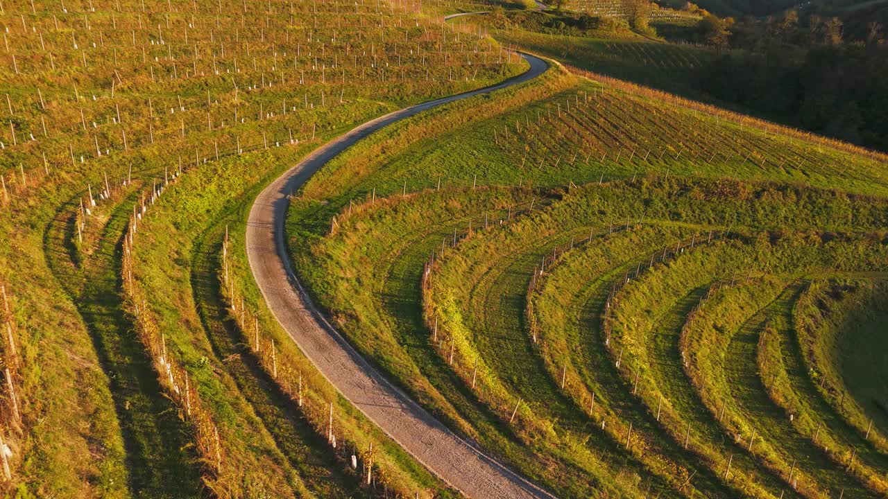 空中无人机拍摄的空旷蜿蜒的道路在葡萄园和孤独的树在蓝天下视频素材