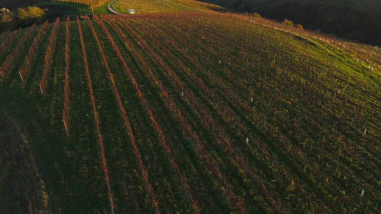 空中无人机在晴朗的天空下沿着空旷的乡村道路飞过美丽的葡萄园视频素材