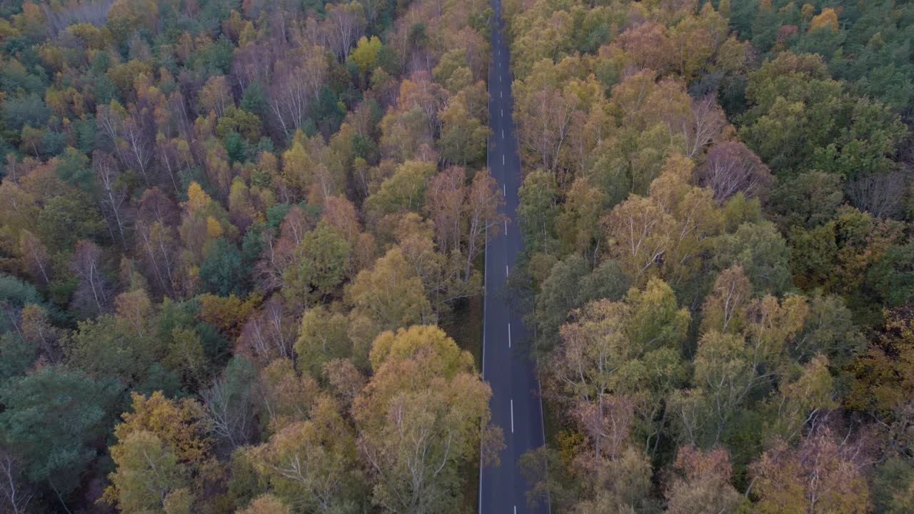 鸟瞰图，一条公路穿过海岸附近茂密的秋季森林。视频素材