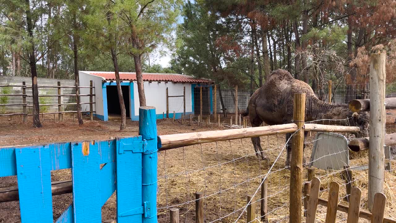 一只骆驼安静地吃草，偶尔抬起头，在一个农场里，围栏里有一层干草毯子。视频素材