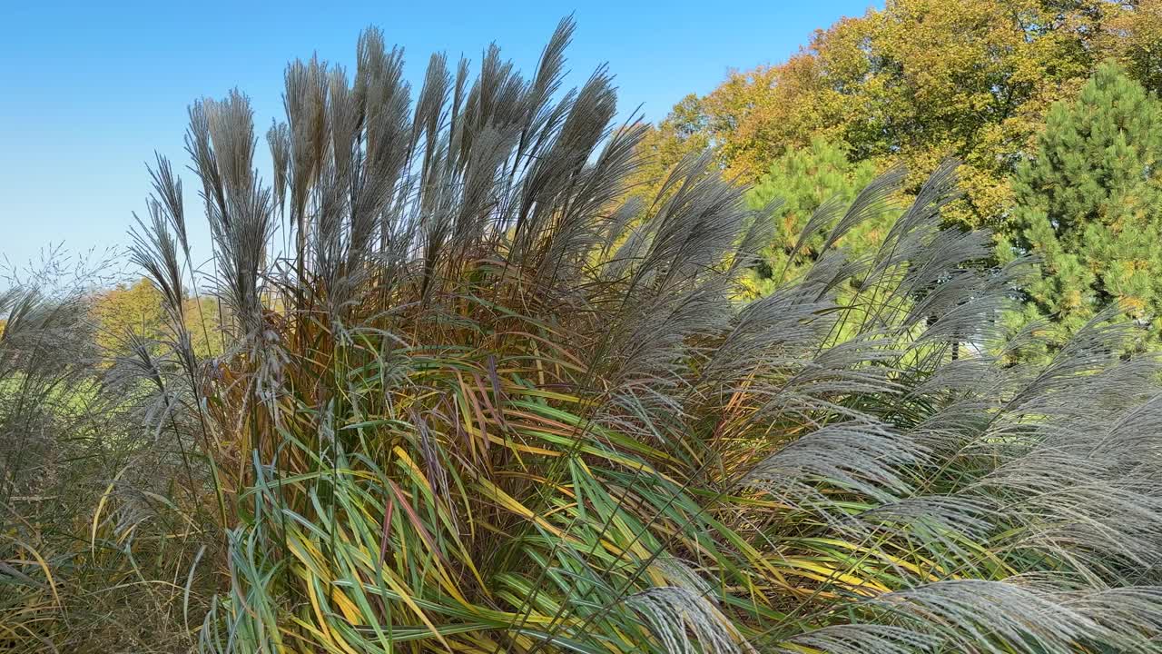 在阳光明媚的日子里，观赏草芒草的有穗灌木视频素材