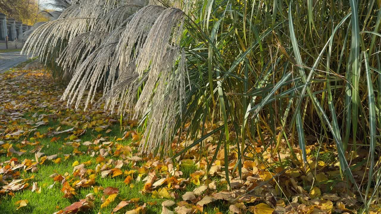 在阳光明媚的日子里，观赏草芒草和圆锥花序的灌木视频素材