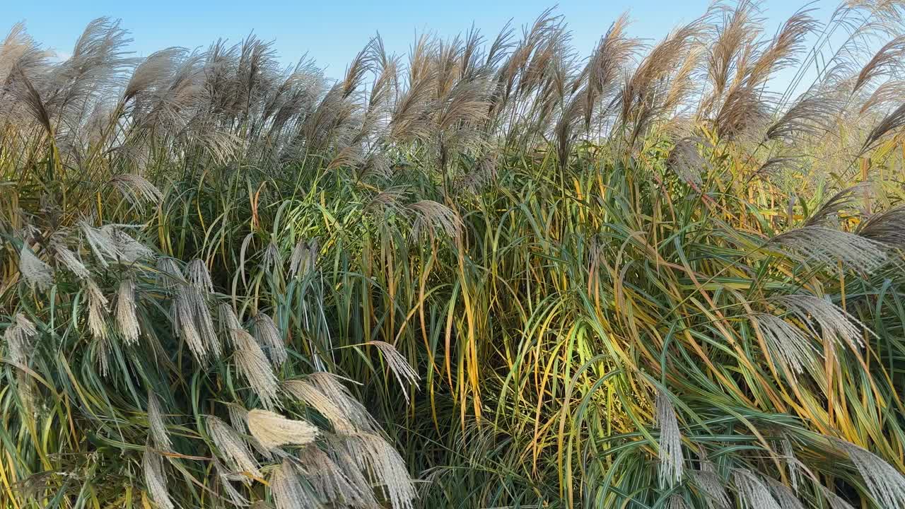 在阳光明媚的日子里，观赏草芒草和圆锥花序的灌木视频素材