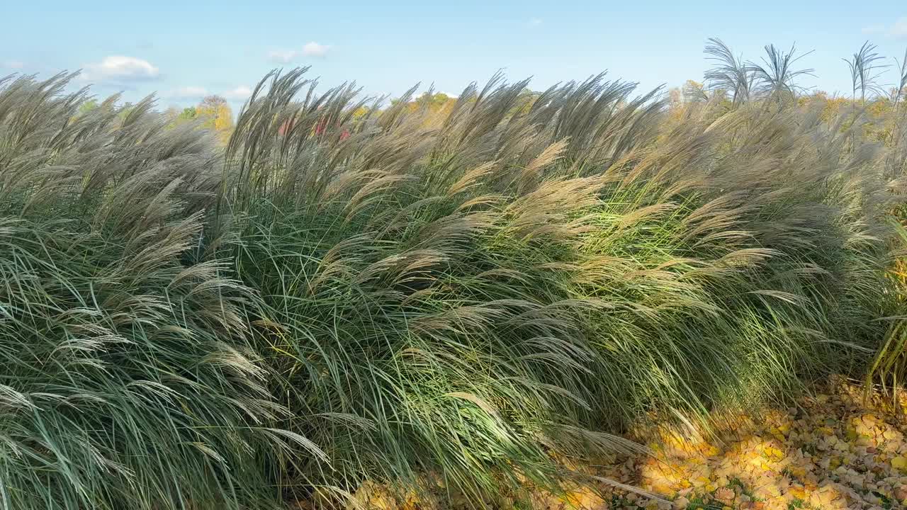 在刮风的日子里，观赏草芒草和圆锥花序的灌木视频素材