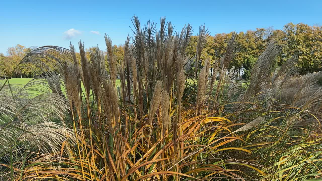 在阳光明媚的日子里，观赏草芒草的有穗灌木视频素材