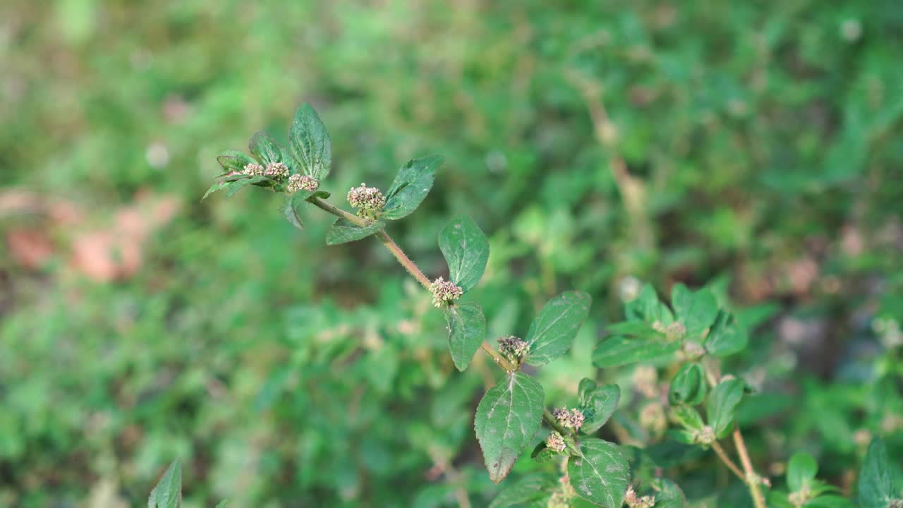 大戟在风中飘动视频素材