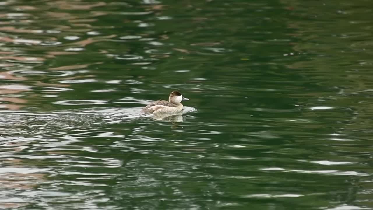 小绿头鸭潜入水下视频素材