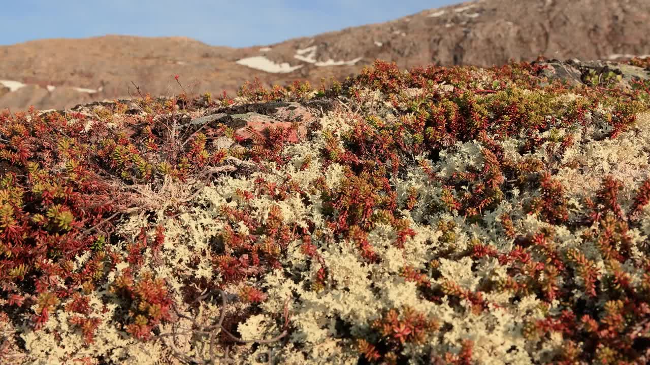 北极苔原地衣苔藓特写。主要发现在北极苔原，高山苔原地区，它是非常耐寒的。毛地衣，又称驯鹿杯地衣。视频素材