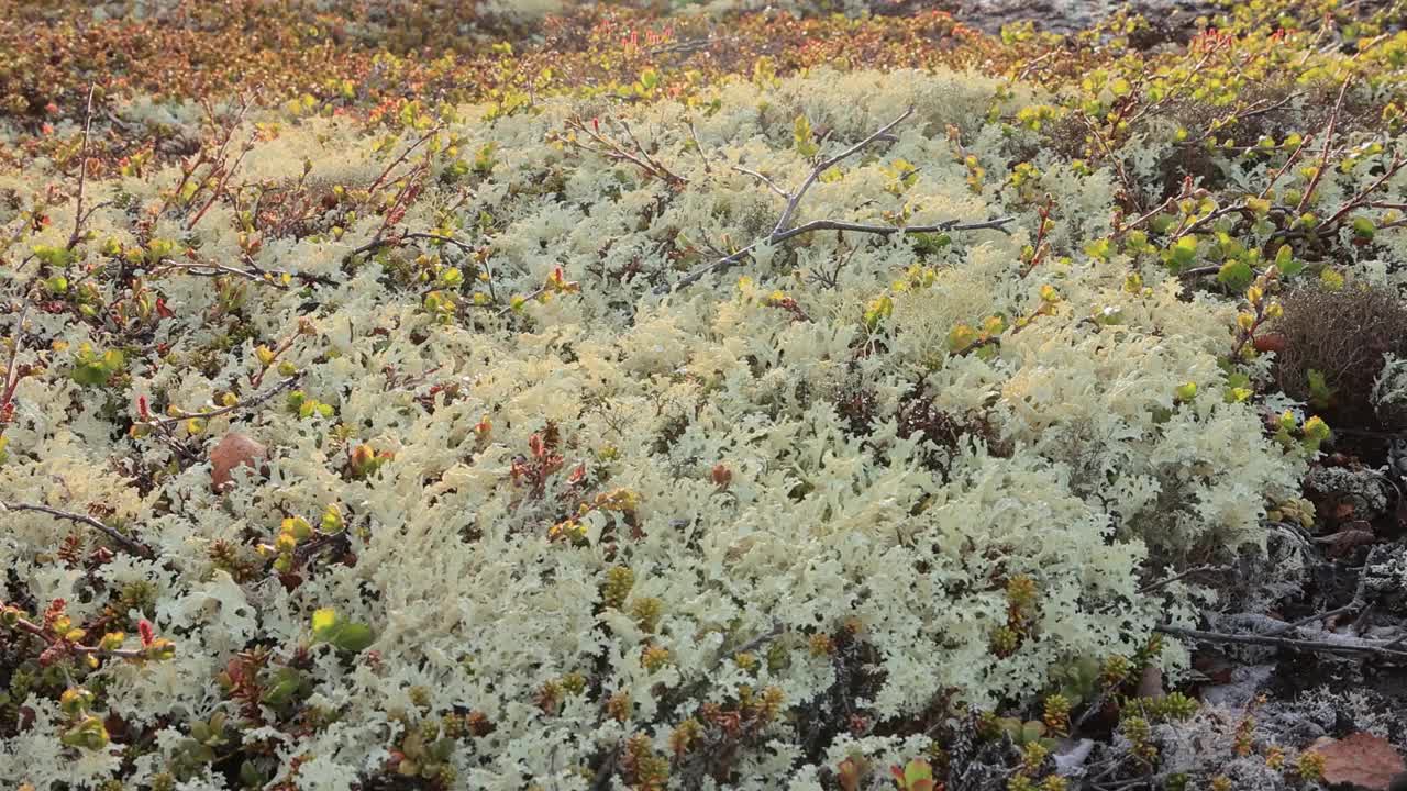 北极苔原地衣苔藓特写。主要发现在北极苔原，高山苔原地区，它是非常耐寒的。毛地衣，又称驯鹿杯地衣。视频素材