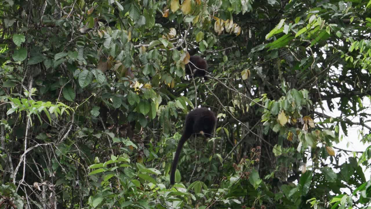 路西法·提蒂或黄手提蒂猴，Callicebus Lucifer，在厄瓜多尔Cuyabeno野生动物保护区的亚马逊雨林地区的一棵热带树上攀爬。视频素材