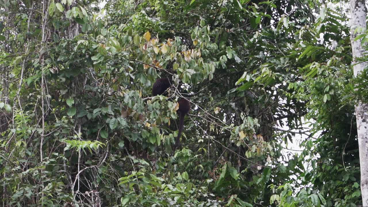 路西法·提蒂或黄手提蒂猴，Callicebus Lucifer，在厄瓜多尔Cuyabeno野生动物保护区的亚马逊雨林地区的一棵热带树上攀爬。视频素材