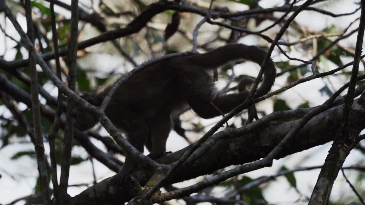 厄瓜多尔白额卷尾猴，Cebus aequatorialis，爬过热带雨林的树木，在厄瓜多尔Cuyabeno的亚马逊盆地地区觅食。视频素材