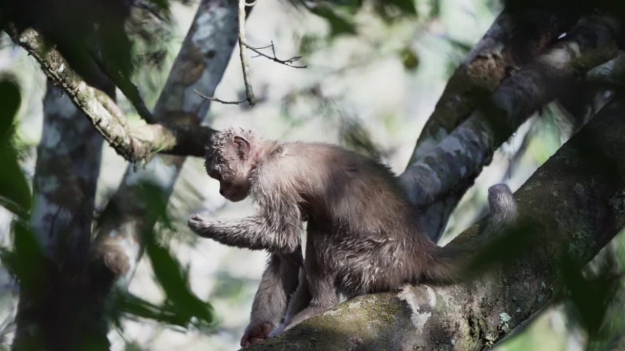 厄瓜多尔白额卷尾猴，Cebus aequatorialis，爬过热带雨林的树木，在厄瓜多尔Cuyabeno的亚马逊盆地地区觅食。视频素材