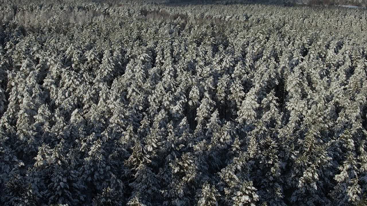 鸟瞰图在美丽的冬日，树梢被冰雪覆盖。在美丽宁静的冬日早晨，飞过令人惊叹的白松林。飞越波兰新雪覆盖的冬季森林。视频素材