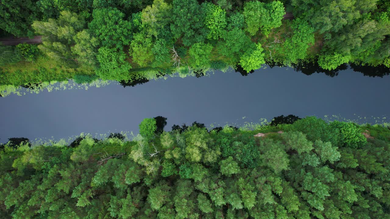 令人惊叹的鸟瞰图，茂密的常绿森林和河流。风景如画的河流流经波兰的荒野保护区。生态系统、自然、野生动物景观。全球变暖减排视频素材