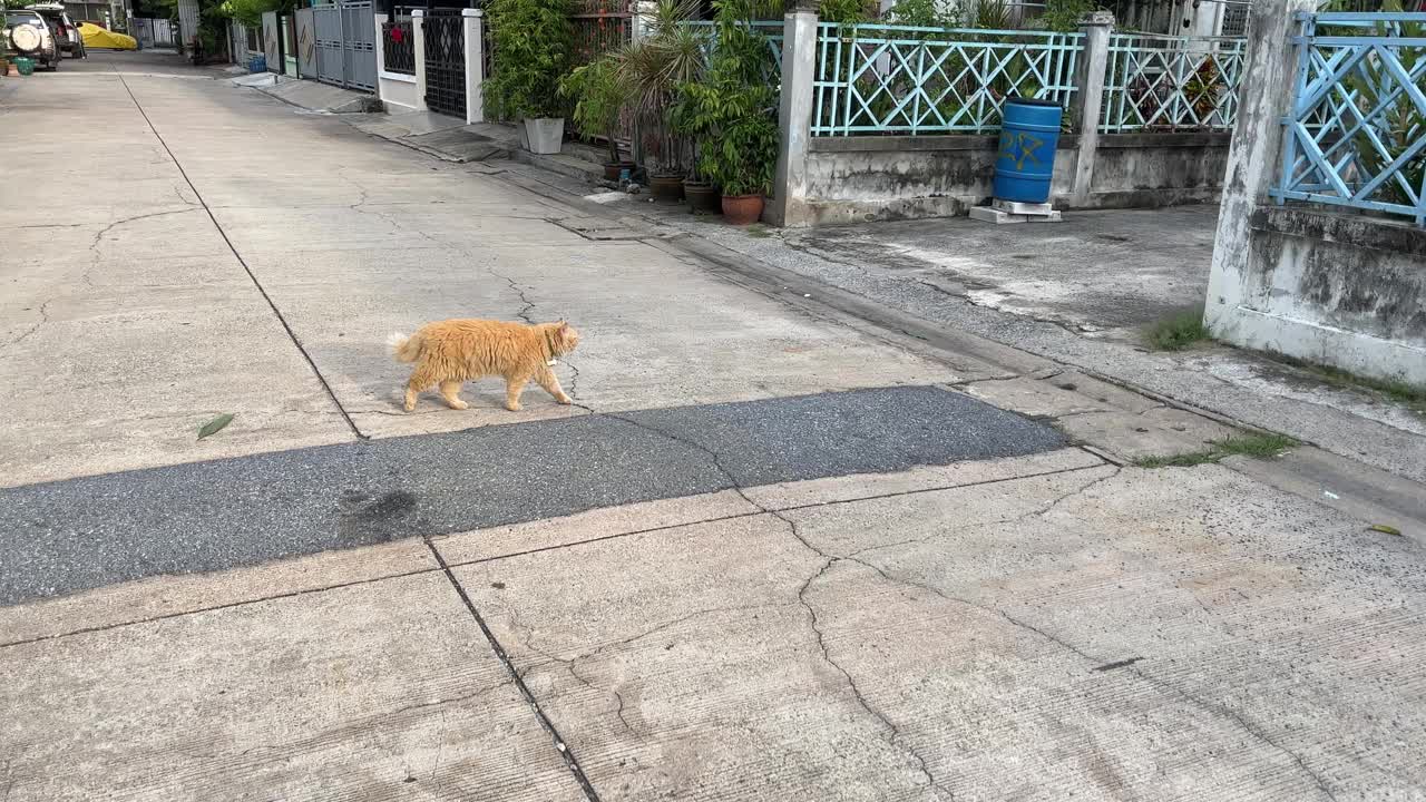 路上有一只大猫视频素材