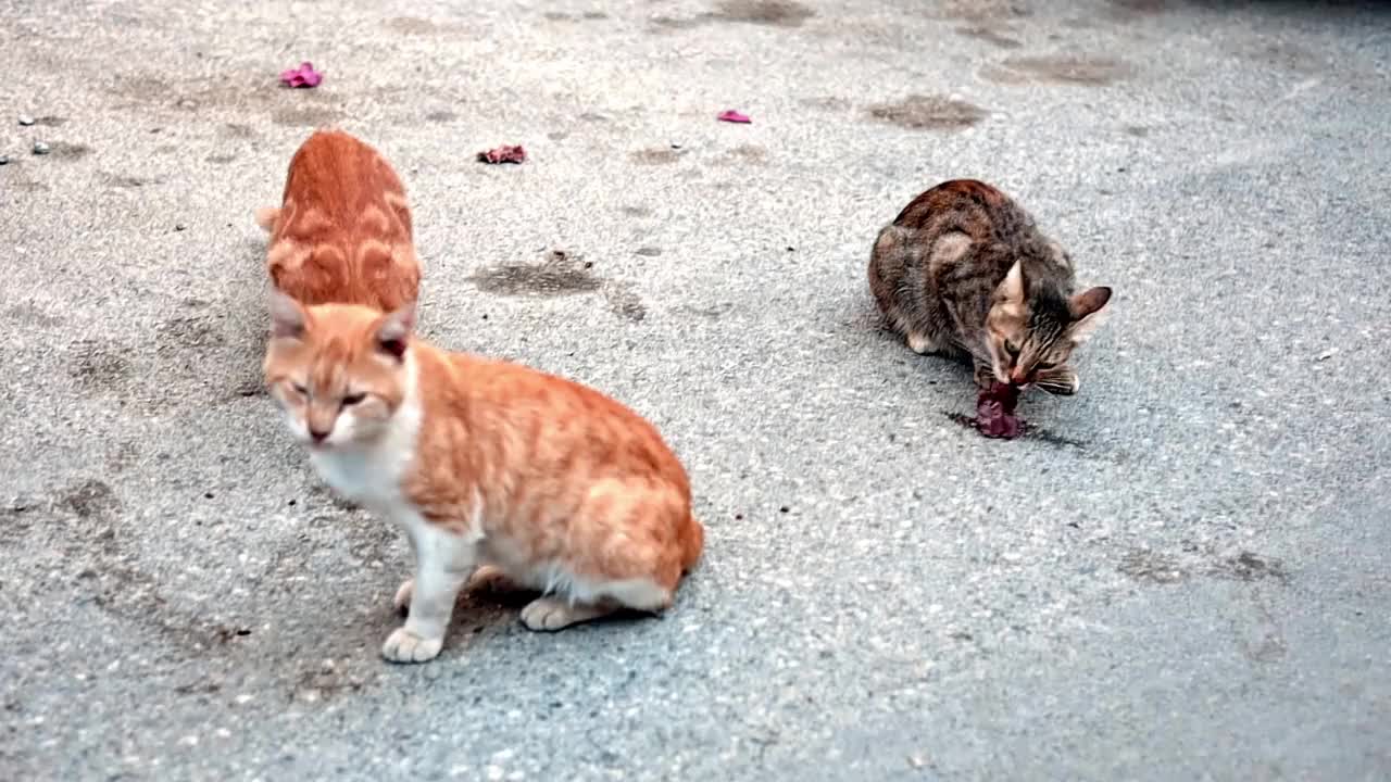 三只饥饿的流浪猫吃着在城市街道上的垃圾堆里找到的食物或肉。视频素材