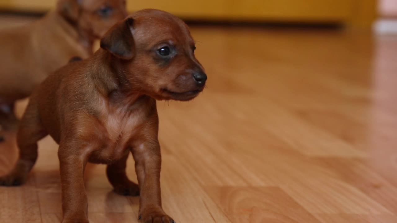 两只可爱的迷你小猎犬。可爱的小狗。小宠物视频素材