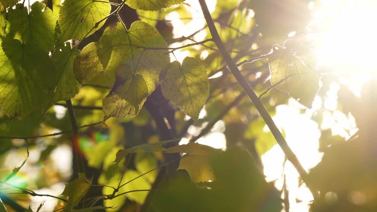 耀眼的阳光透过黄色的秋叶在森林里闪耀。-特写镜头视频素材