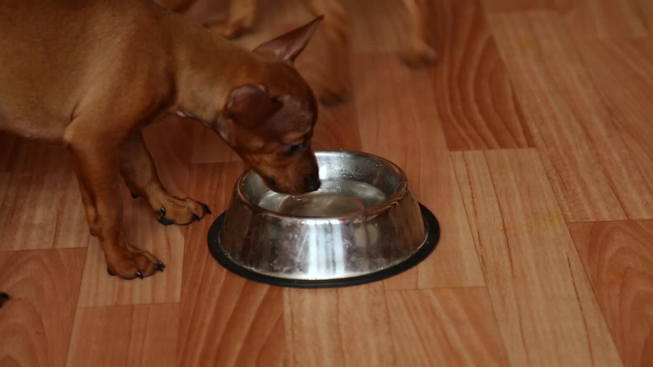 两个半月大的幼犬会从碗里喝水。视频素材