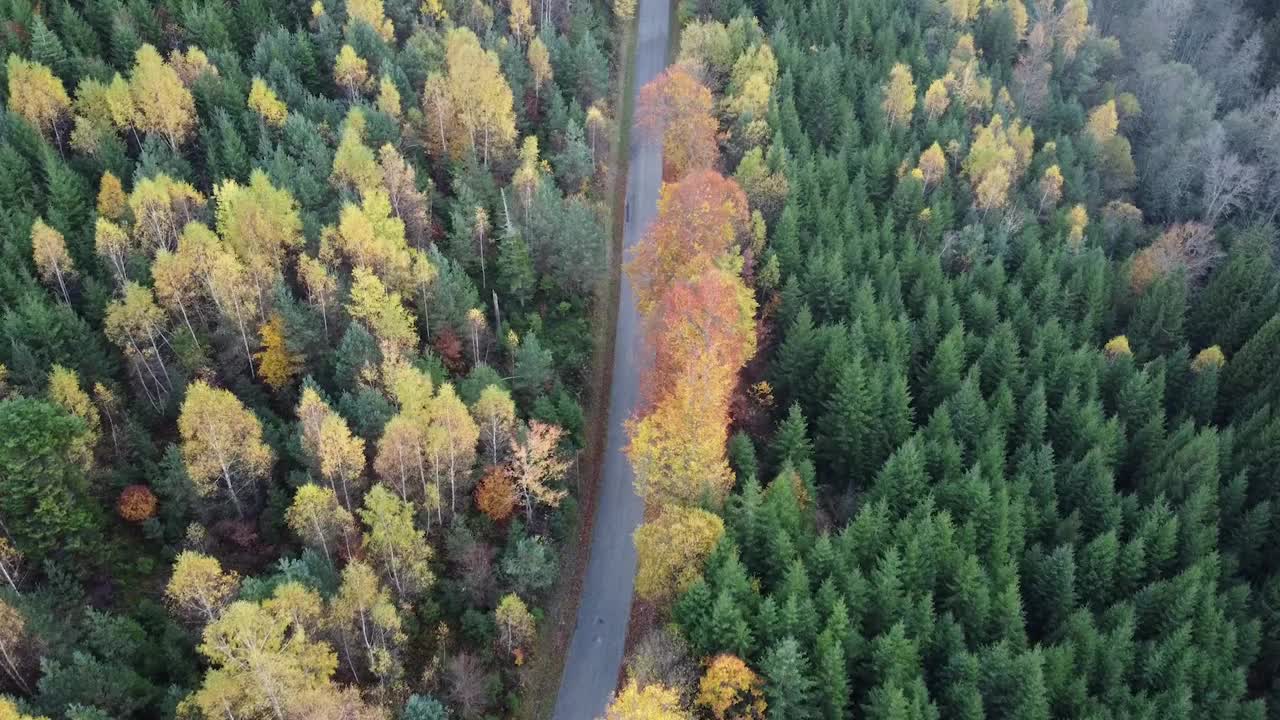 鸟瞰图，一条公路穿过秋天的森林视频素材