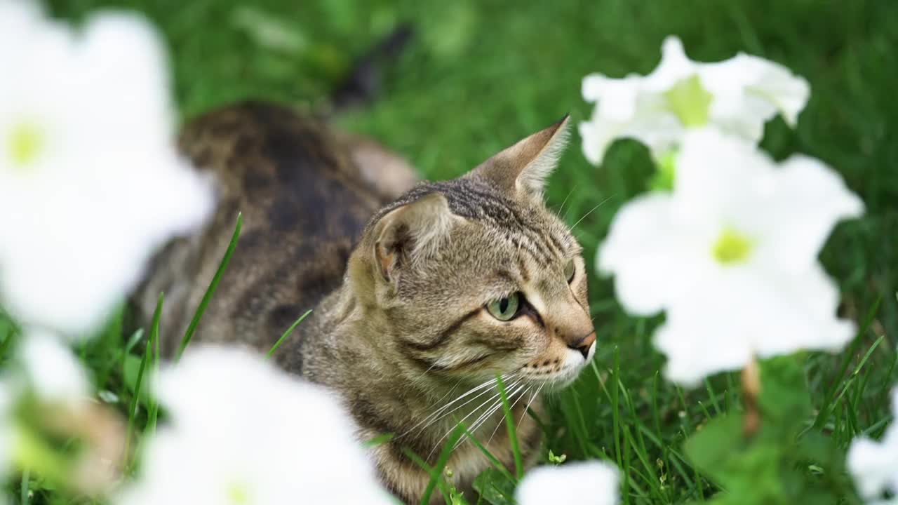 一只绿眼睛的灰猫坐在花旁边的草地上。视频素材