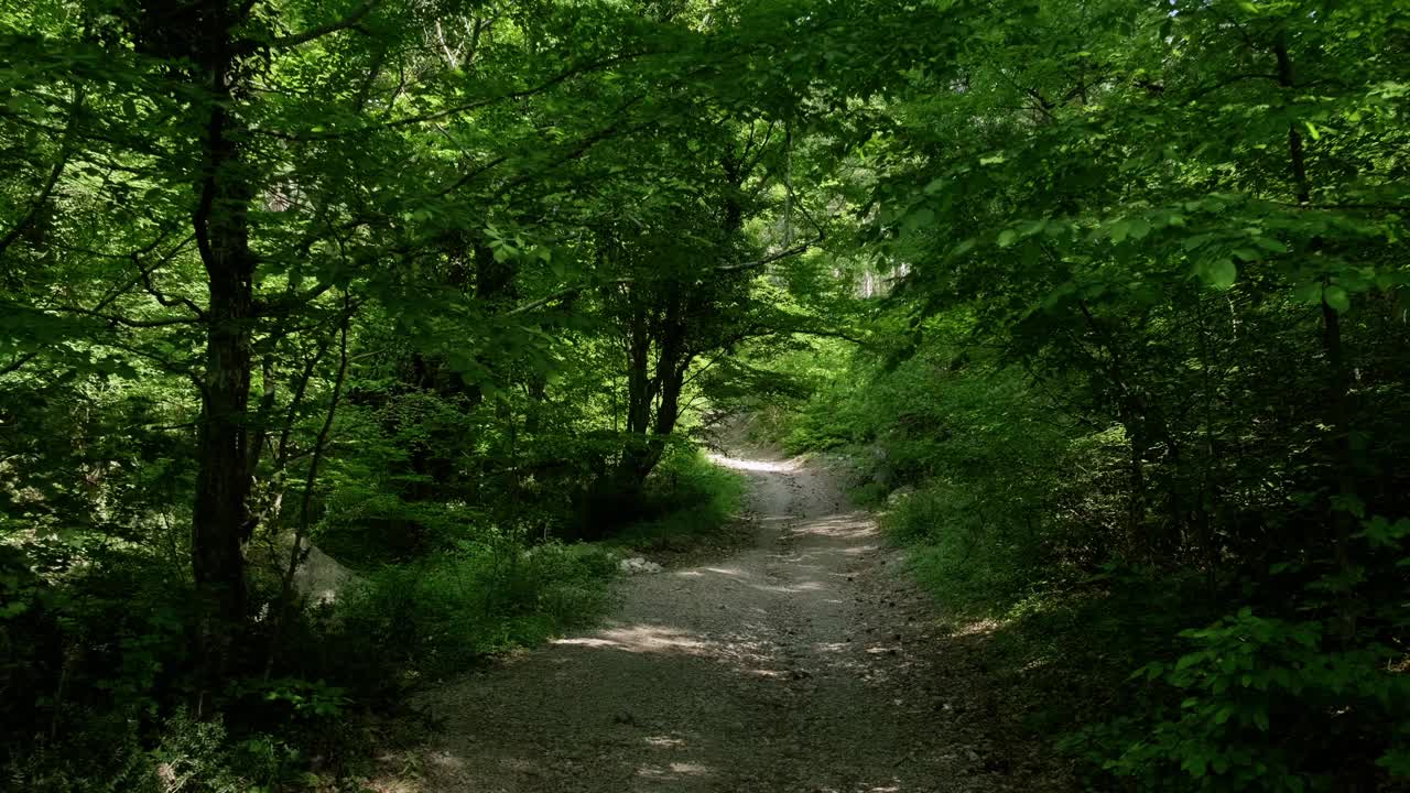 穿越迷人森林树冠的宁静之旅视频素材