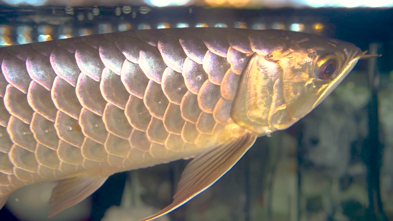 水族馆里龙鱼的特写镜头视频素材