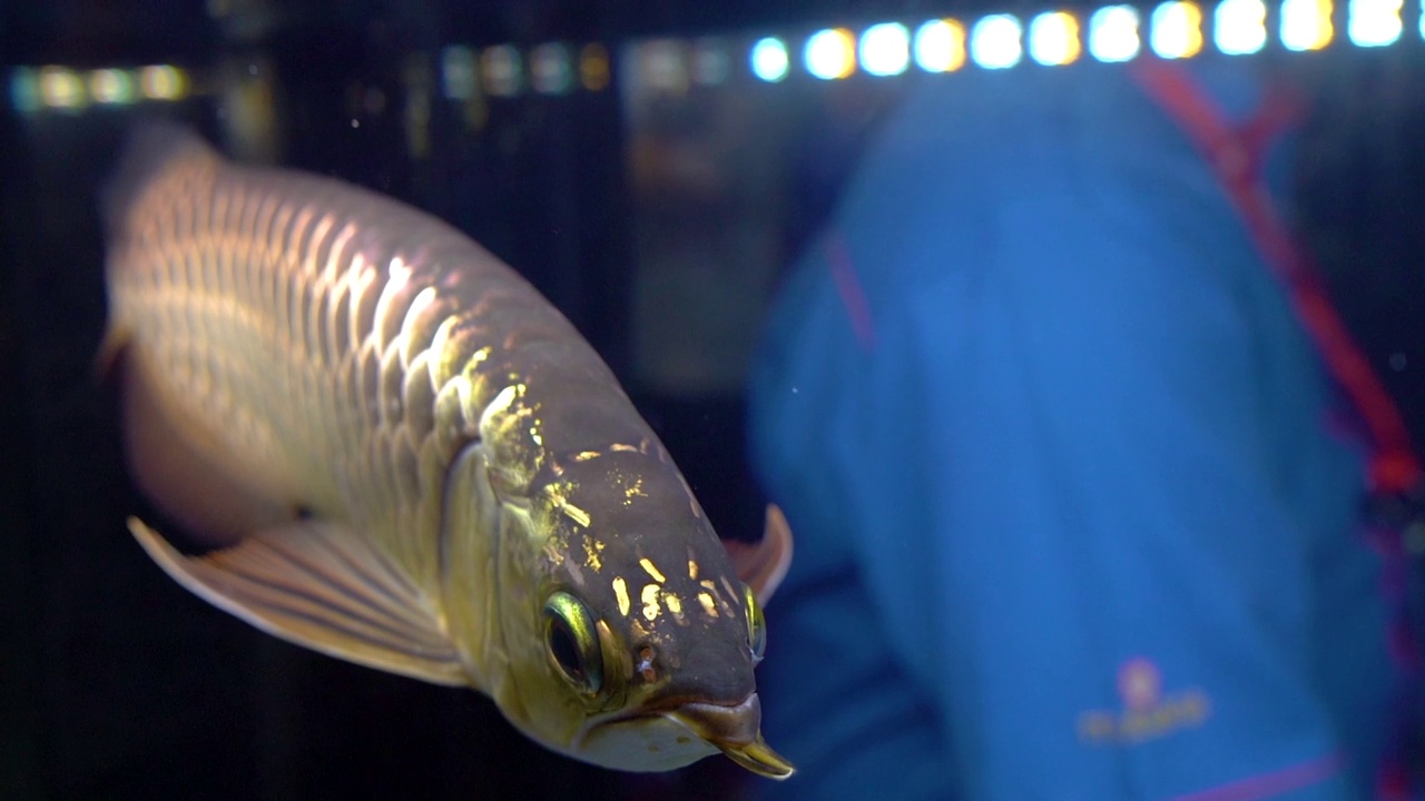 水族馆里龙鱼的特写镜头视频素材