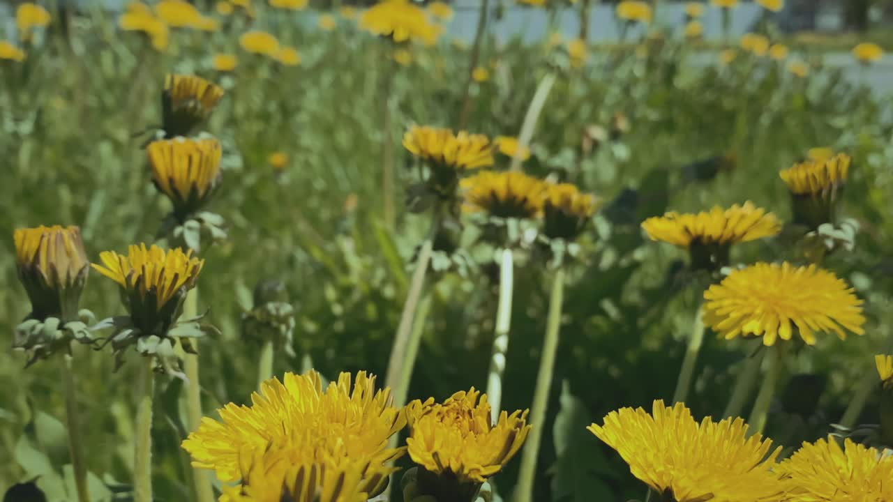 蒲公英花开在城里，路旁。汽车从后面经过。视频素材