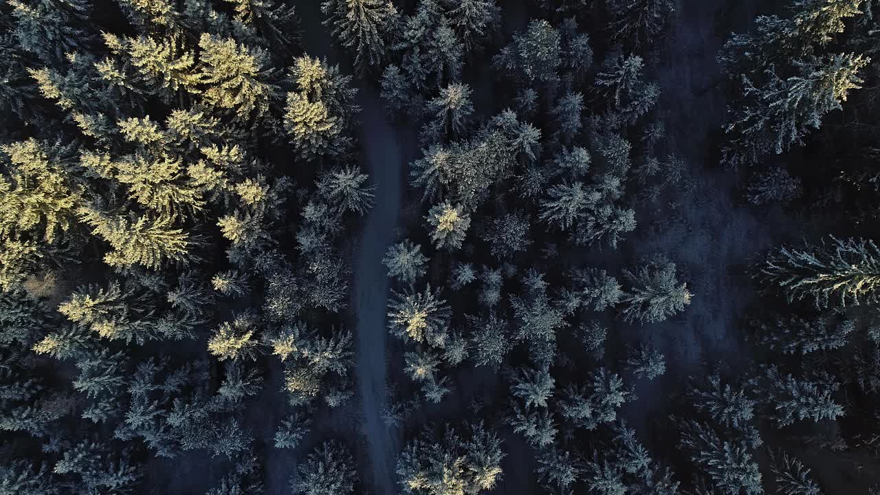 向下俯瞰雪域云杉林，展现冬日薄雾中美丽的日落视频素材