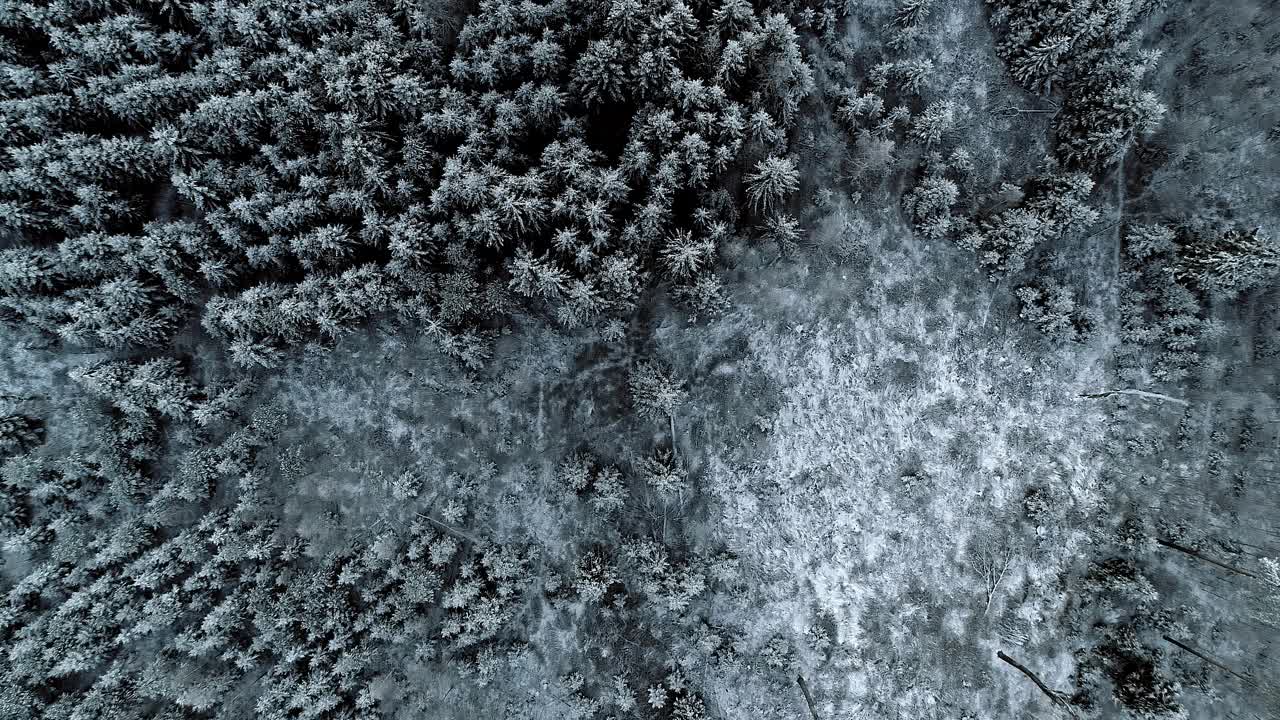 下拉查看冬季仙境圣诞云杉森林在冬天的雪视频素材