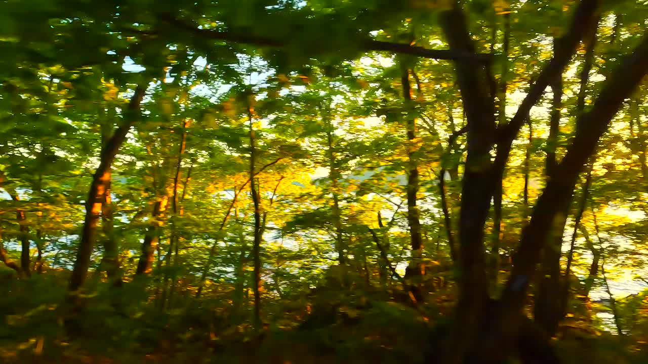 开车的时候，可以看到夕阳和透过树林看到的湖泊视频素材