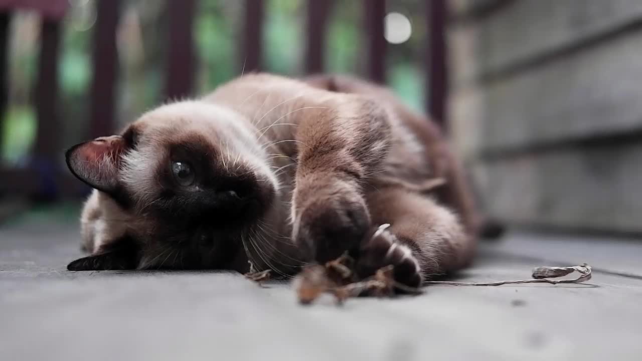 暹罗猫喜欢在木台上玩干树叶视频素材