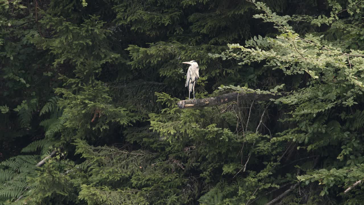 灰色的苍鹭静静地站在树枝上，背景是常绿和落叶的树木视频素材