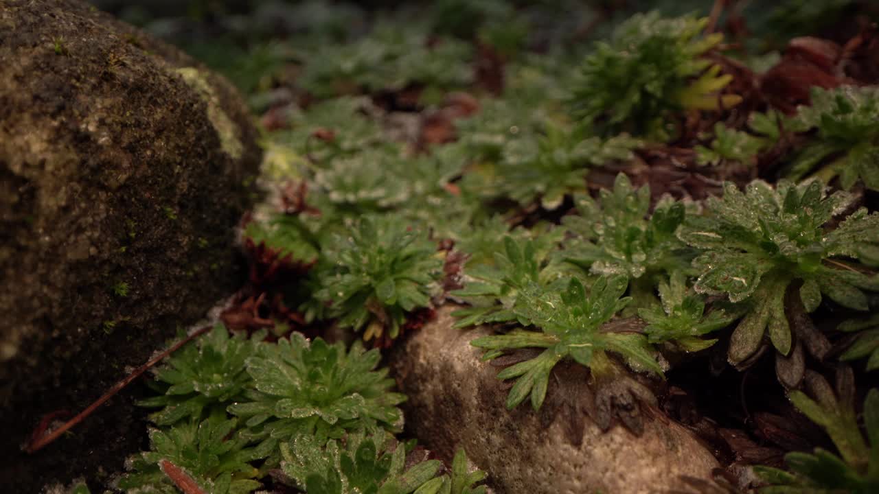 花园中苔藓和岩石的宏观。近距离视频素材