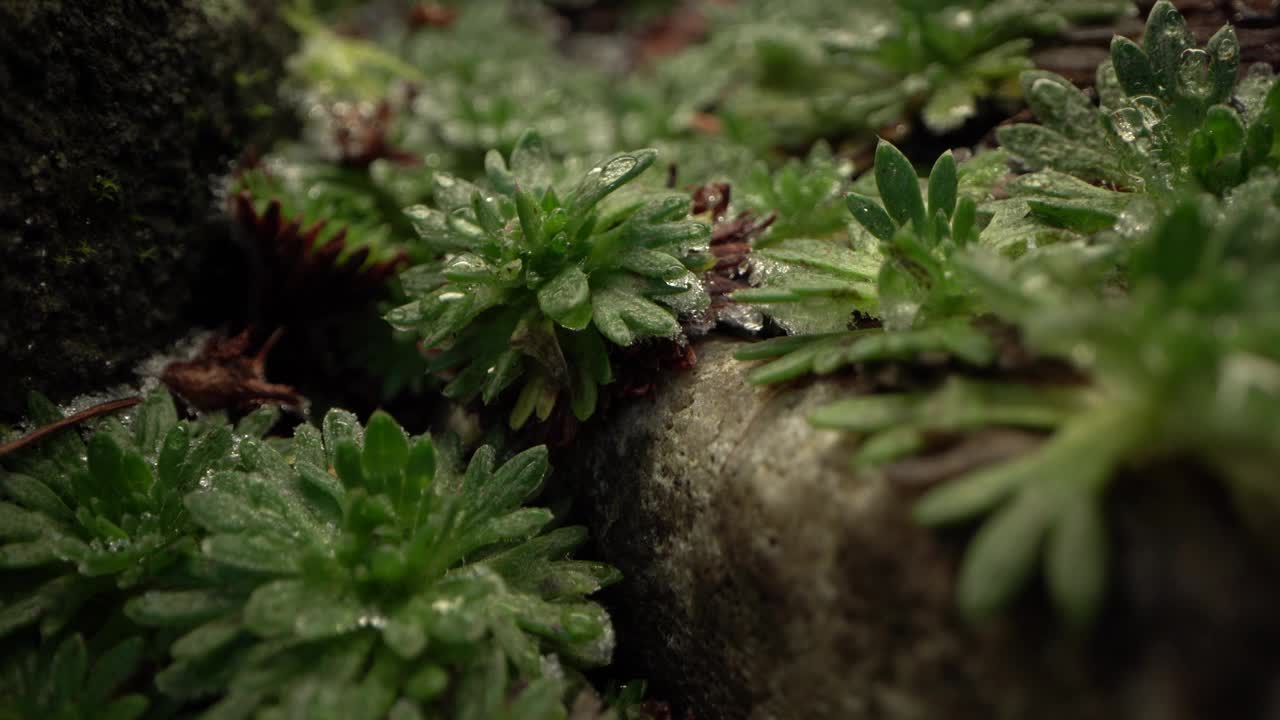 郁郁葱葱的岩石花园植物的宏观视图视频素材