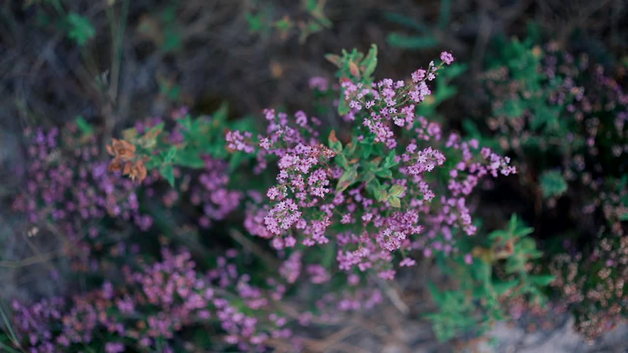 盛开的野生紫色石楠花视频素材