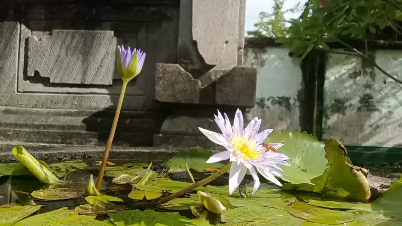 寻找莲花花蜜的蜜蜂。视频下载