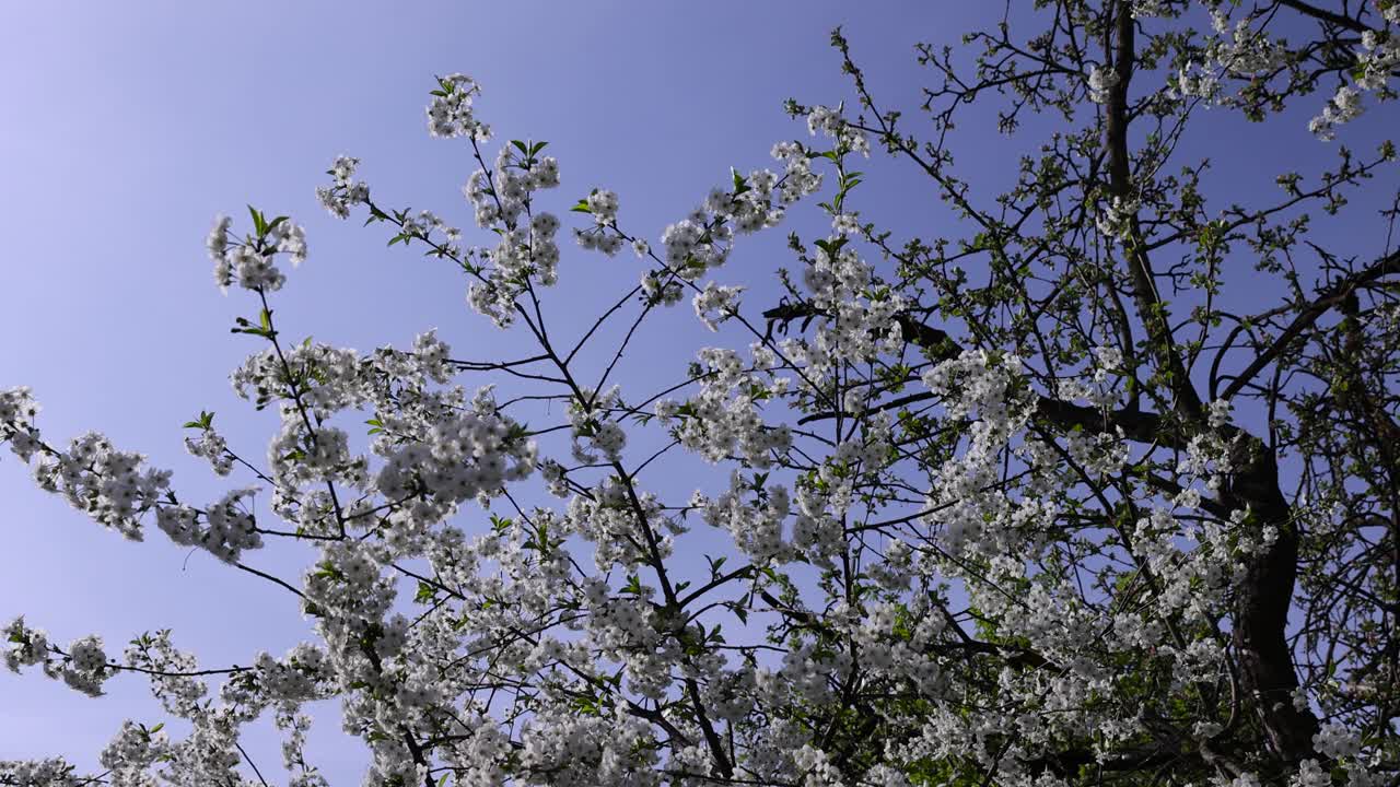 春天的花园，阳光明媚，樱花盛开视频素材