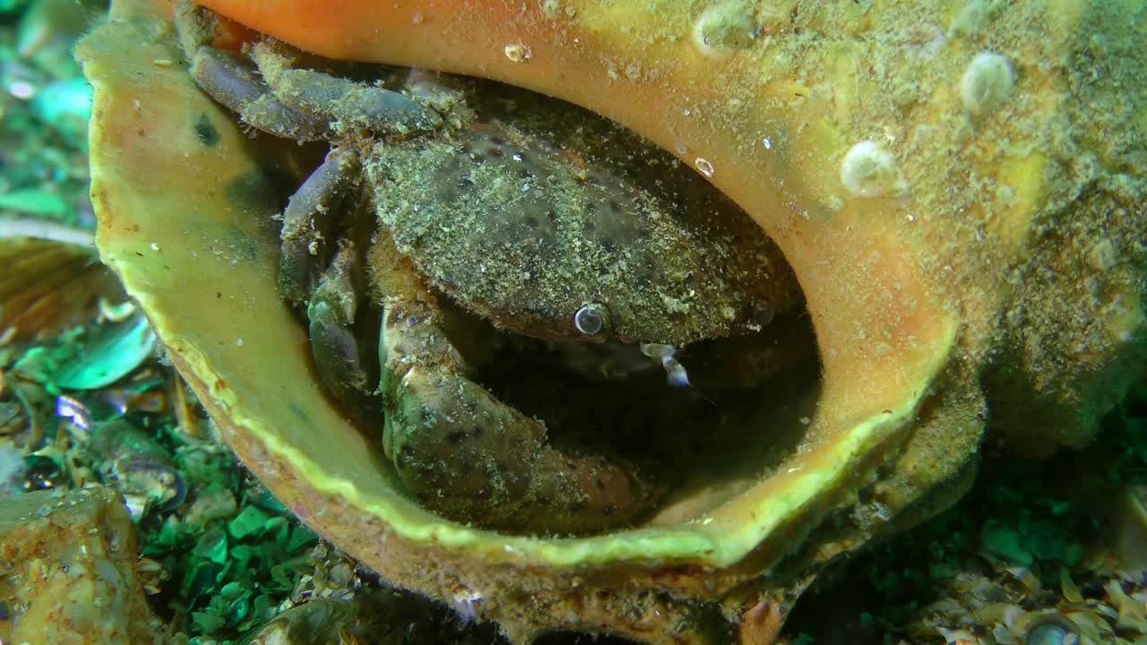 美洲虎圆蟹(Xantho poressa)躲在壳里。视频素材