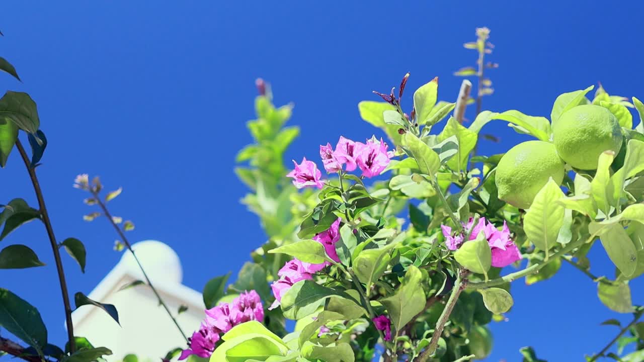 在阳光明媚的花园里，柠檬挂在树上。自然，春夏概念。高质量的全高清镜头视频素材