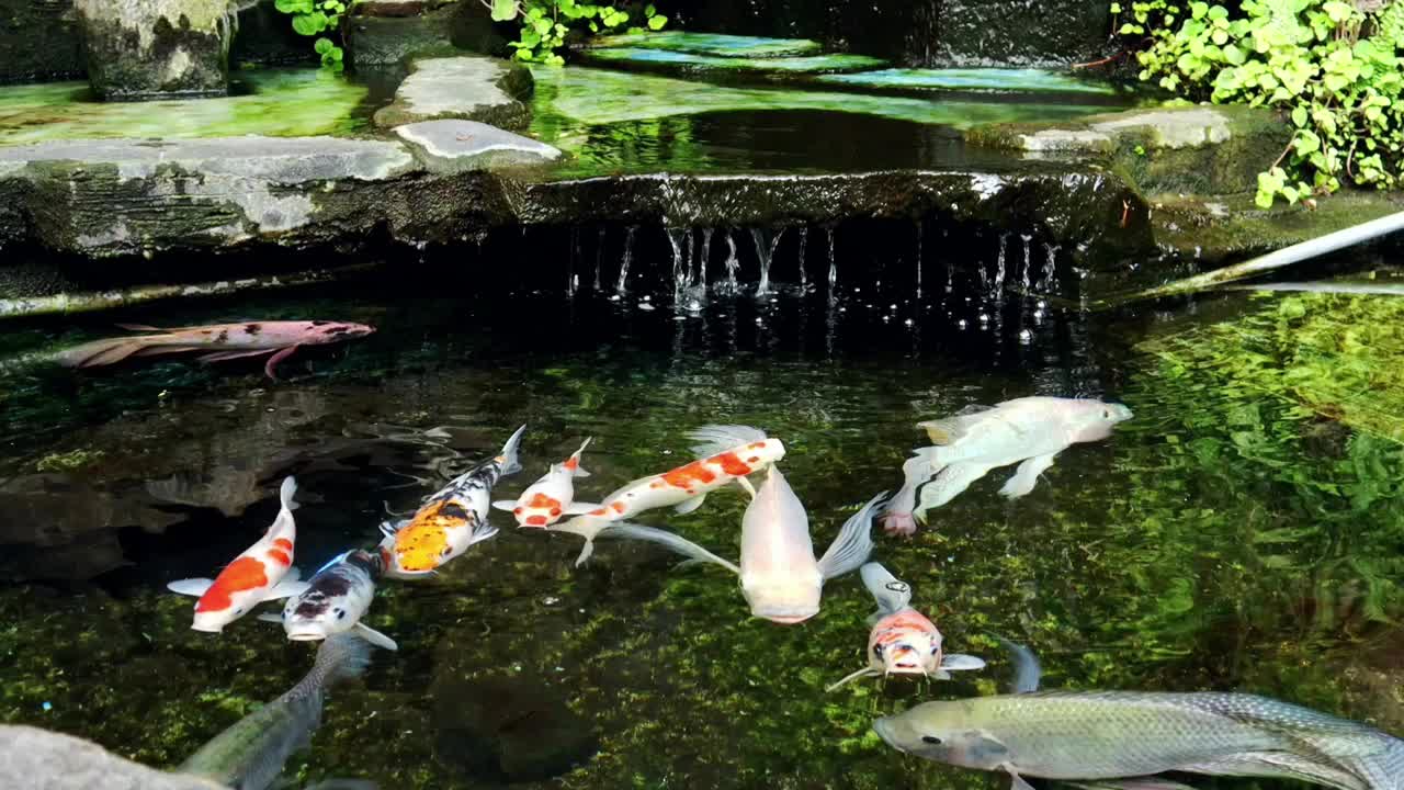 池塘里的锦鲤视频下载