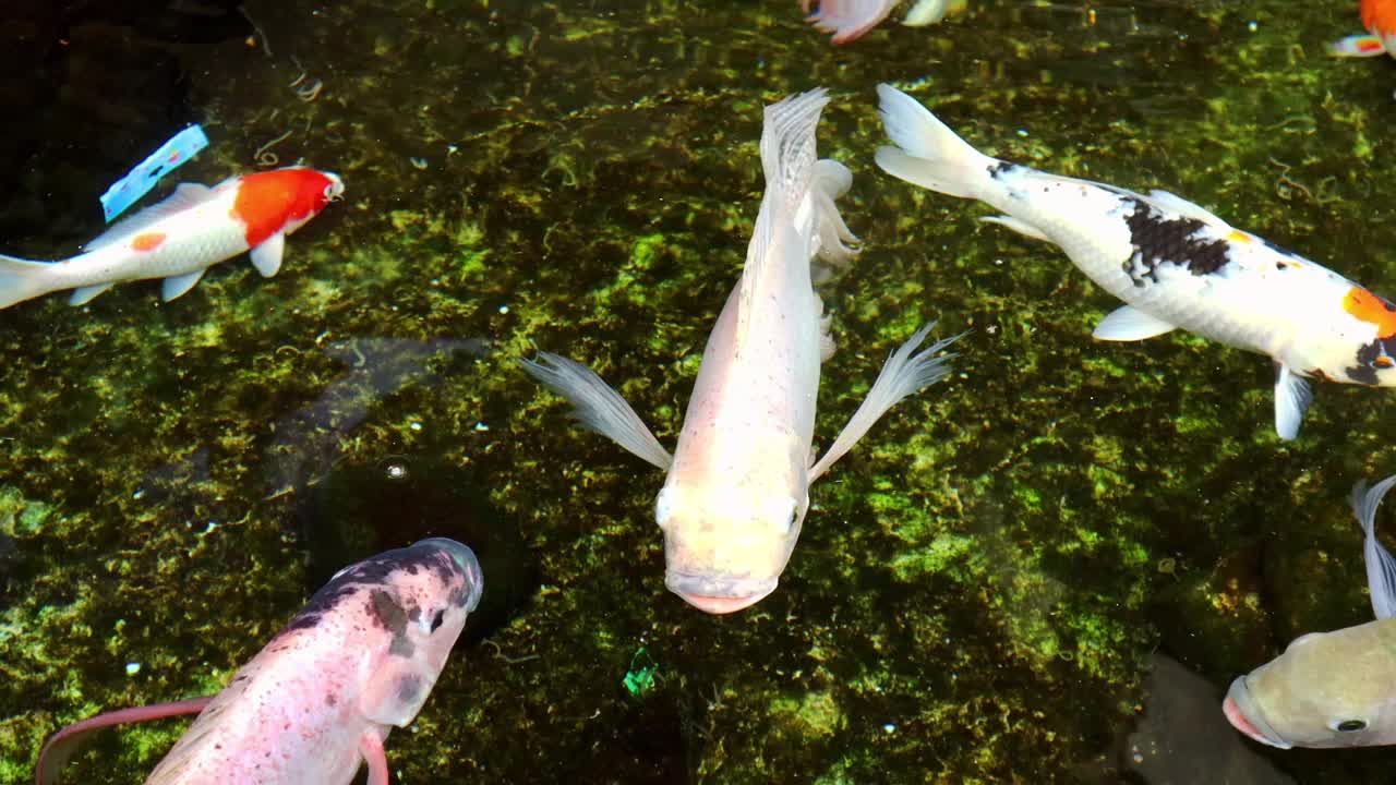 池塘里的锦鲤视频下载