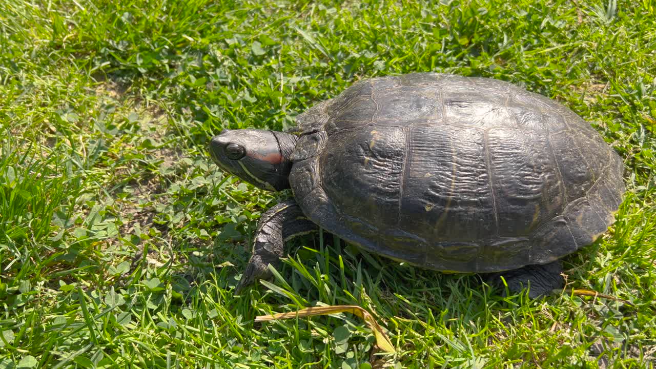 公园里的红耳龟或红耳龟(Trachemys scripta elegans视频素材